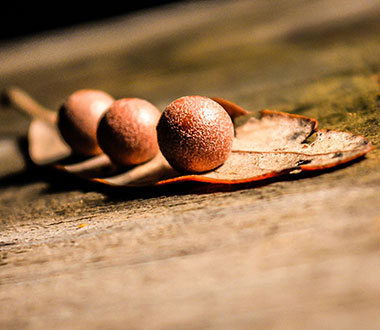 【无广告】清爽的云呼官网