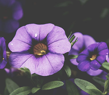 免费用虚拟号码发电话